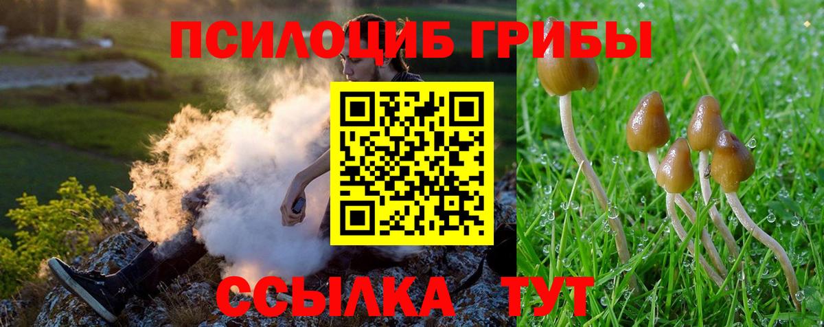 Псилоцибиновые грибы Psilocybine cubensis Муром